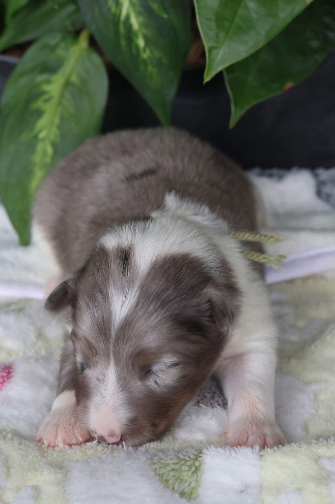 du Royaume de la Petite étoile - Chiots disponibles - Shetland Sheepdog