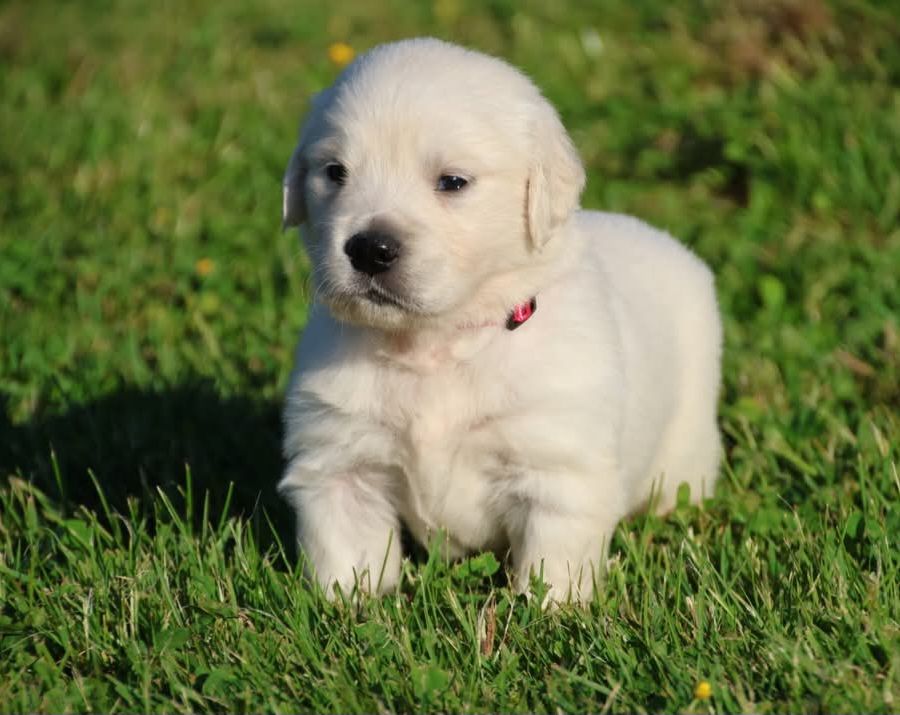 du Royaume de la Petite étoile - Chiots disponibles - Golden Retriever