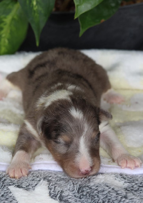 CHIOT 2