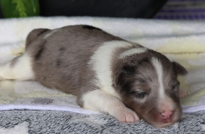 CHIOT 1