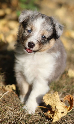 CHIOT 6