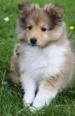 CHIOT 1