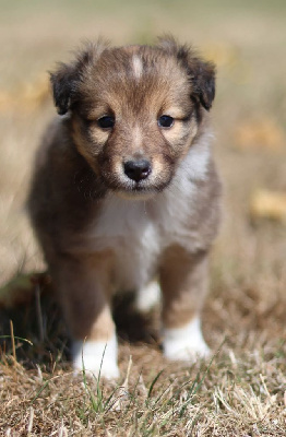 CHIOT 1