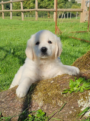CHIOT 6