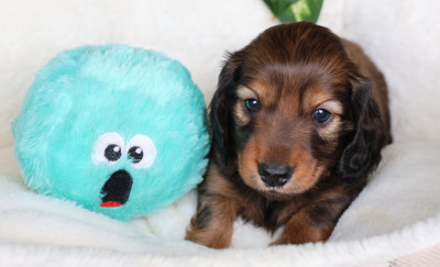 Chiot N°2