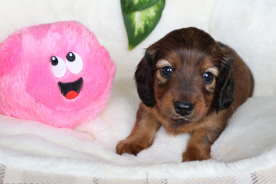 Chiot N°3