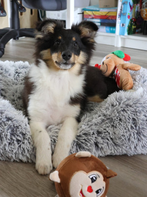 BELLA