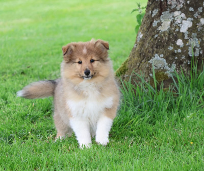 Chiot N°2