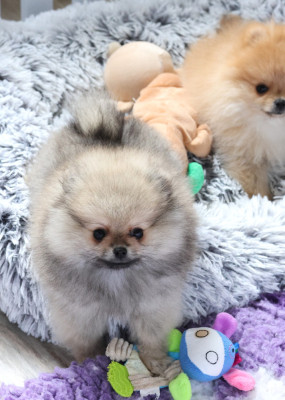 Chiot N°1