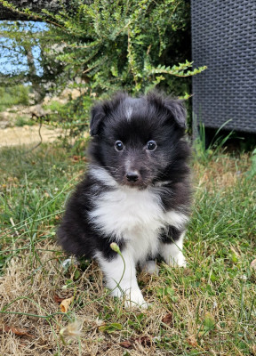 Chiot N°3