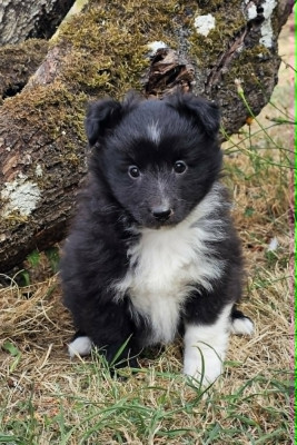 Chiot N°6