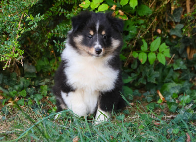 Chiot N°1