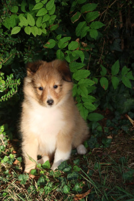 Chiot N°5