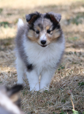 Chiot N°3