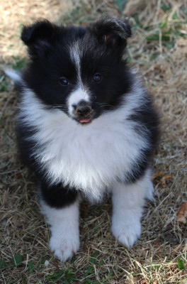 Chiot N°2