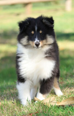 Chiot N°2