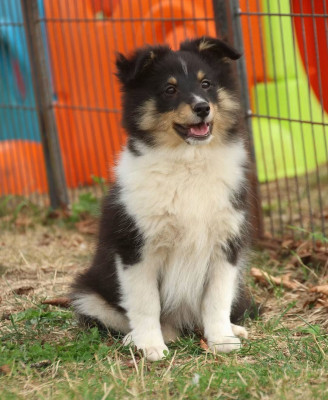 Chiot N°4