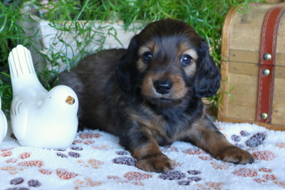 Chiot N°1