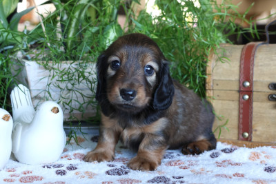 Chiot N°4