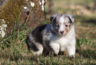 CHIOT 3