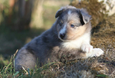 CHIOT 2