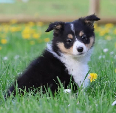CHIOT 1