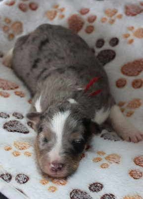 CHIOT 6