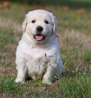 CHIOT 7