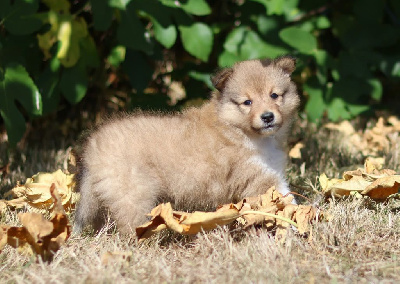 CHIOT 2