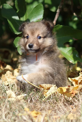 CHIOT 3