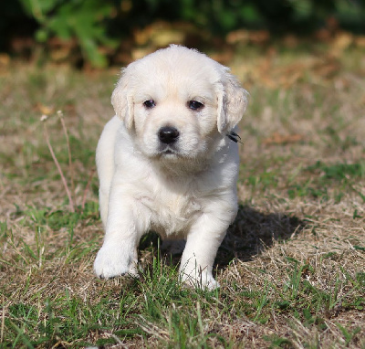 CHIOT 8