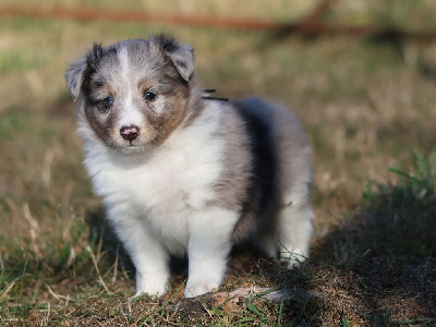 CHIOT 1