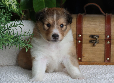 CHIOT 2