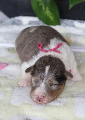 CHIOT 4