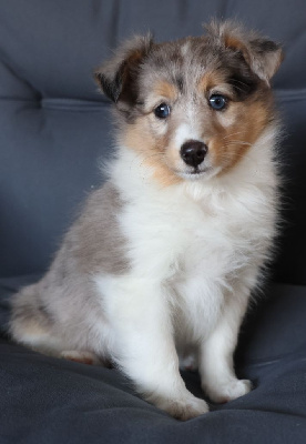CHIOT 7