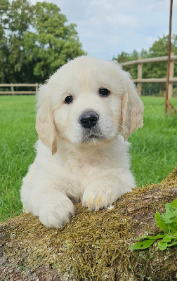CHIOT 4
