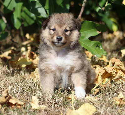 CHIOT 7
