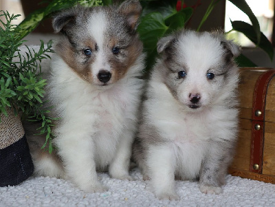 CHIOT 2