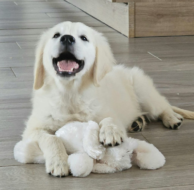 CHIOT 8