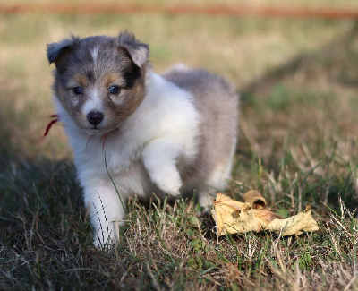 CHIOT 5