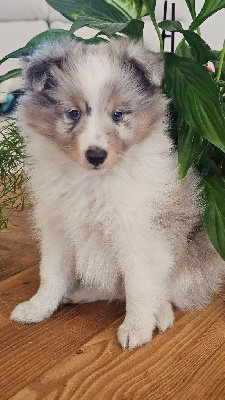 CHIOT 1