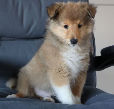 CHIOT 3