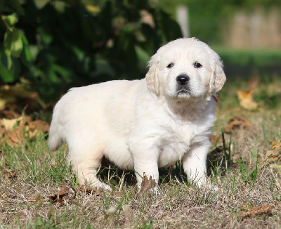 CHIOT 5