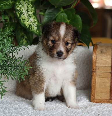 CHIOT 4