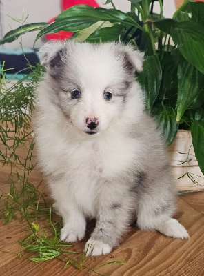 CHIOT 2
