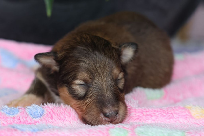 CHIOT 8
