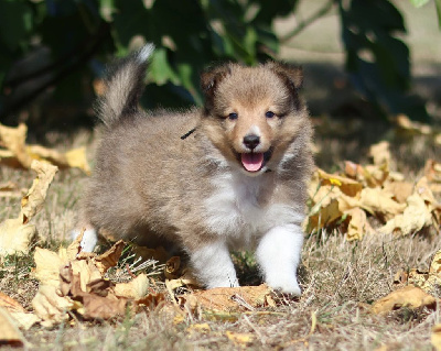 CHIOT 1