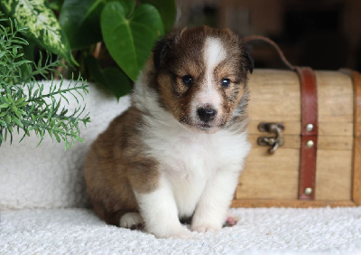 CHIOT 3