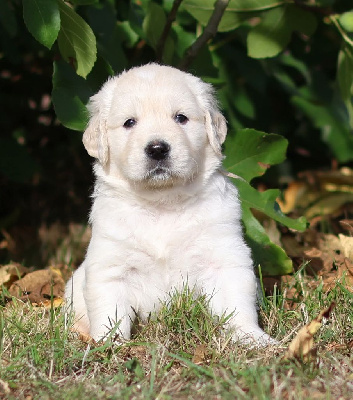 CHIOT 1
