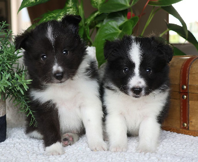 CHIOT 3